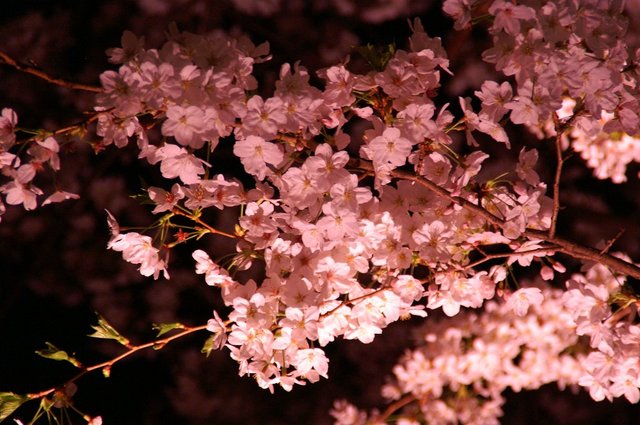 20070401_chidorigafuchi_008